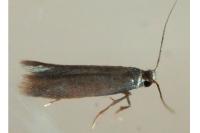 Coptotriche