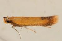 Coptotriche marginea