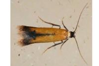 Coptotriche marginea