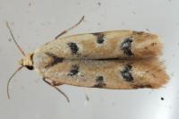 Mesophleps oxycedrella