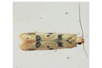 Mesophleps oxycedrella