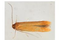 Tischeria