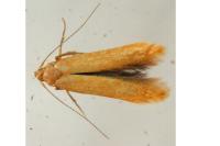 Tischeria