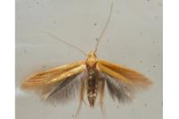 Tischeria