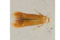 Tischeria