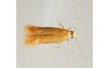 Tischeria