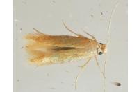 Tischeria