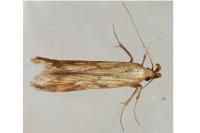 Metzneria neuropterella