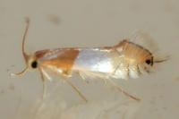 Phyllonorycter roboris