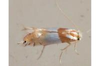 Phyllonorycter roboris