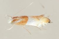 Phyllonorycter roboris