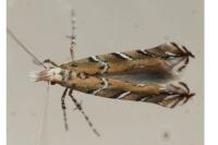 Acrocercops brongniardella