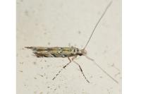 Acrocercops brongniardella