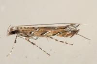 Acrocercops brongniardella