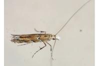 Acrocercops brongniardella