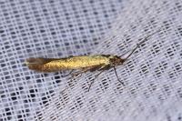 Coleophora