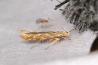 Pyroderces argyrogrammos