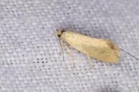 Crassa tinctella