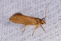 Crassa unitella
