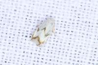 Pseudopostega crepusculella