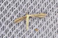Adaina microdactyla