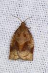 Archips rosana