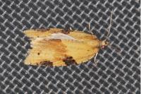 Clepsis spectrana