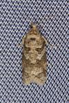 Cnephasia