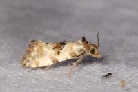 Neocochylis molliculana