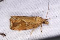 Endothenia quadrimaculana