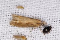 Eucosma obumbratana