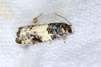 Gypsonoma sociana
