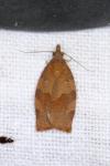 Pandemis heparana