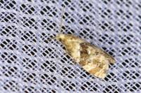 Phalonidia manniana