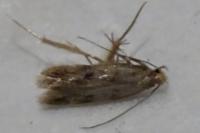 Borkhausenia nefrax