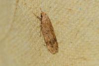 Pexicopia malvella