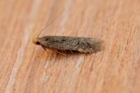 Pexicopia malvella