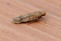 Pexicopia malvella
