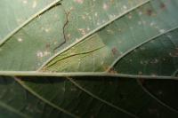 Phyllonorycter rajella
