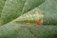 Phyllonorycter rajella