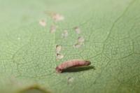 Coleophora lutipennella