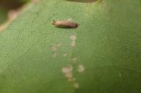 Coleophora lutipennella