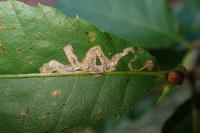Stigmella samiatella