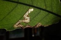 Stigmella samiatella