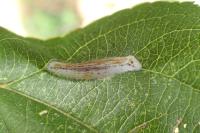 Phyllonorycter leucographella