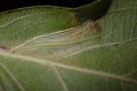 Phyllonorycter