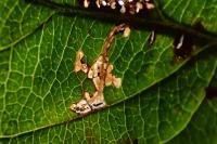 Recurvaria nanella
