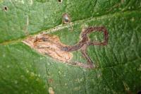 Stigmella