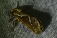 Korscheltellus lupulinus