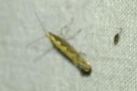 Plutella xylostella